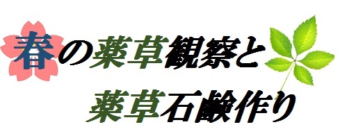 春の薬草観察と薬草石鹸作り